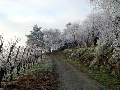 Wintermärchenlandschaft auf dem Kleinheppacher Kopf