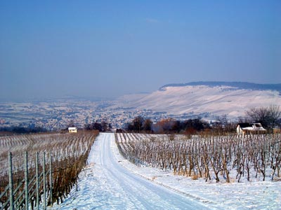 Blick von den Beutelsbacher Weinbergen nach Großheppach mit Kleinheppacher Kopf