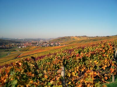 Herbst in den Schnaiter Weinbergen