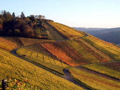 Herbstzauber in den Weinbergen bei den "Drei Riesen"